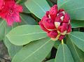 2013-0526-1405_Rhododendronm_19,1C
